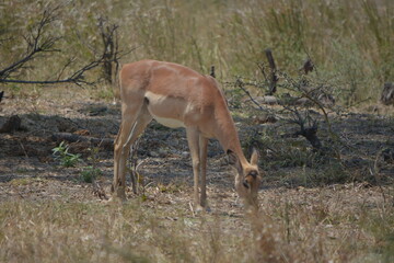 A thin Impala buck seeking fer something to eat in the dry grass African bush veld,Limpopo,South Africa. - obrazy, fototapety, plakaty