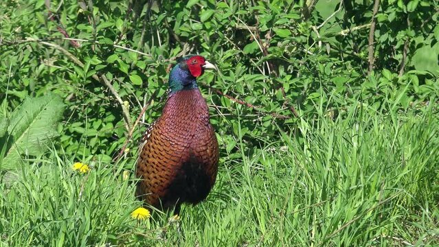 male pheasant sitting on the grassland and looking