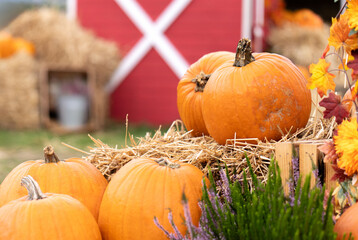 Orange pumpkins for Halloween are lying on bales of straw.