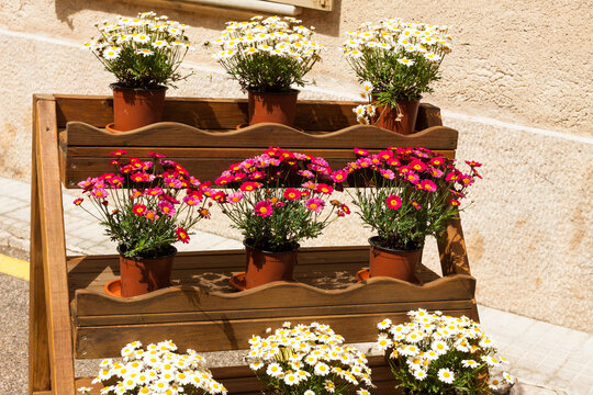 Wooden support with flower pots of pink and white chrysanthemums on "Costitx en Flor" (Costitx in bloom) Flower Fair, Majorca, Spain