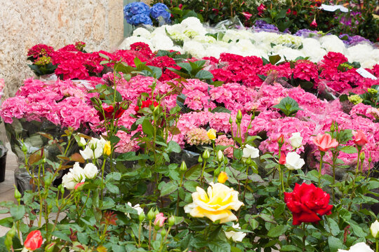 Colorful flowers (roses, hydrangeas...) for sale on "Costitx en Flor" (Costitx in bloom) Flower Fair, Majorca, Spain