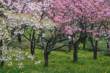 松前公園の桜たち
