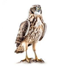 Fototapeta premium Short-eared owl bird isolated on white background.