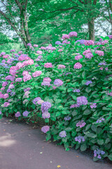 カラフルな紫陽花