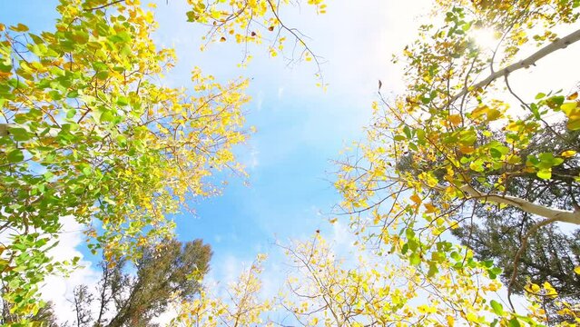 Aspen tree branch autumn fall yellow colorful foliage forest, blue sky, sun sunburst through behind branches looking up wide low angle view shot