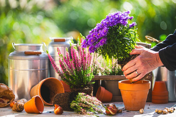Person planting autumn asters in the pots