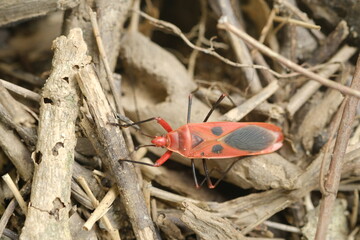 red bug on a leaf at thailand