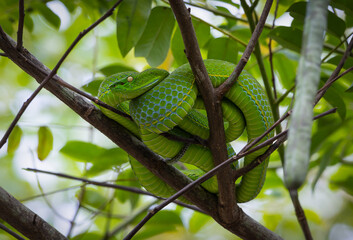 Green snake lying on a tree branch after a full meal.