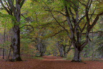 Naklejka premium View of the Allagnat (Ceyssat) forest paths in autumn, Puy-de Dome, Auvergne, France