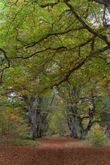 Fototapeta premium View of the Allagnat (Ceyssat) forest paths in autumn, Puy-de Dome, Auvergne, France