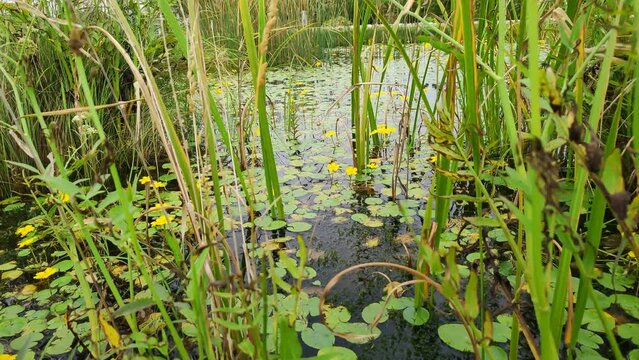Bolotnotsvetnik shield-leaved, Nymphoides peltata, and other aquatic plants in a lake or river. Tall grass of a swampy area. The wind swings the cattail leaves. An overgrown pond with yellow flowers