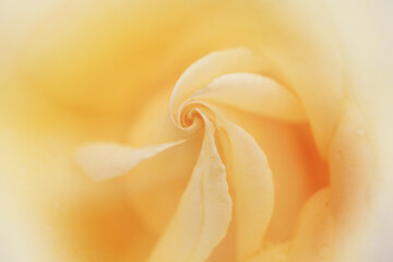 黄色いバラのクローズアップ（Hokuto）