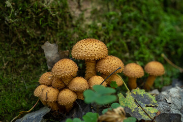 Wild mushrooms under a tree in the forest