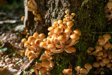 Forest mushrooms, honey mushrooms in the forest grow on a tree, day.