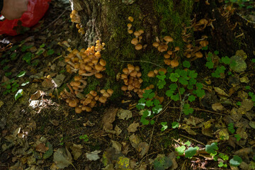 Forest edible mushrooms grow on a tree in the forest. Honey mushrooms.