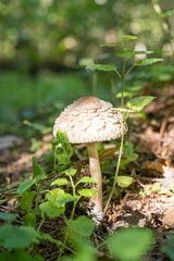 Umbrella mushroom, parasol grow in the forest on a sunny day.