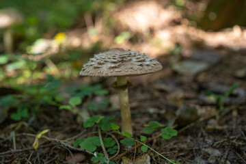 Fototapeta premium edible umbrella mushroom grows in the forest. Mushroom umbrella, parasol.