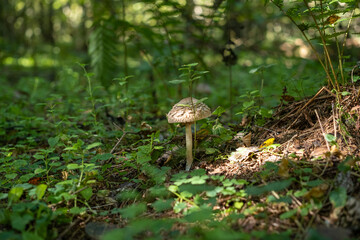 Mushroom growing in the forest on a sunny day.
