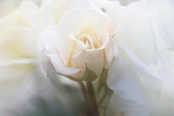 優しい白いバラ（Saratoga）