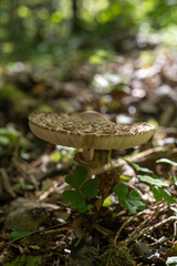 Edible mushroom parasol grows on the ground in the forest.
