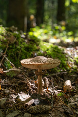 Parasol mushroom, edible forest mushroom in its natural environment. Forest landscape.