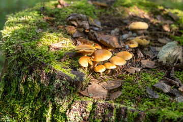 Mushrooms grow on an old stump, a stump covered with moss and mushrooms in the forest.