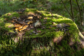 A beautiful old stump in the forest covered with moss and mushrooms. Forest landscape.