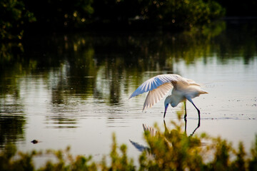 Hunting the Reddish way