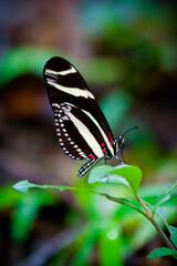 Butterfly Zebra