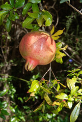 Punica granatum, Grenadier, Grenade