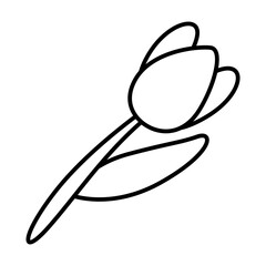 tulip illustration