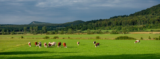 spotted red cows in french jura region in meadow near forest under blue sky © ahavelaar
