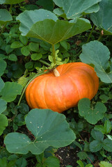 Cucurbita maxima, Potiron rouge vif d'Etampes