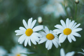 Fototapeta premium Selective focus small daisy flowers alyssum maritimum sweet alyssum, For use in illustrations Background image or copy space