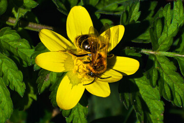 bee on yellow flower