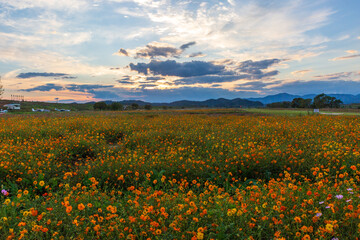 autumn field scenery with cosmos blooming