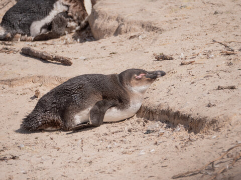Side view of juvenile African Penguin sleeping in nest on sandy beach - Powered by Adobe