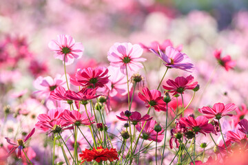 autumn field scenery with cosmos blooming