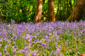 Naklejka premium flowers in the forest