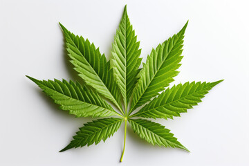 marijuana leaf background