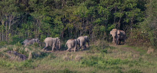 Herd of Wild elephants walking on the streets and grass field of national parks.