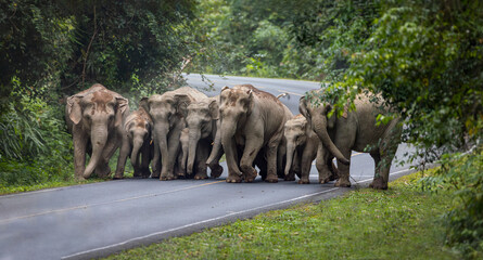 Herd of Wild elephants walking on the streets and grass field of national parks.