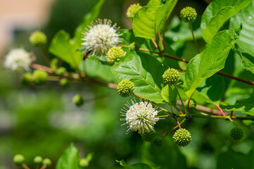 Cephalanthus occidentalis mexical white flowering plant, bright beautiful buttonbush honey bells...