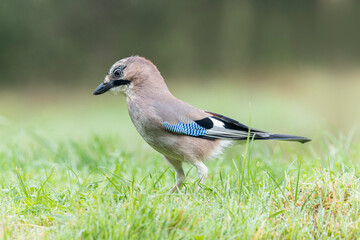 European Jay Garrulus glandarius juvenile or adult in close view