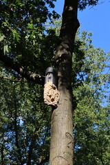 Hornissennest unterhalb eines Nistkastens in luftiger Höhe