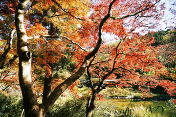 愛知県香嵐渓の紅葉