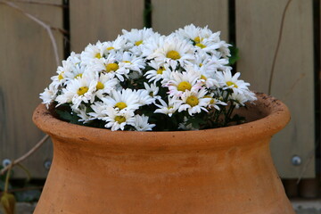Green plants and flowers grow in a flower pot.
