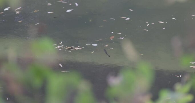 Chub fish in the clear water of the river