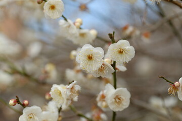 white Japanese apricot in full blooming	