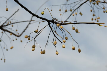 fruits of chinaberry tree against blue sky